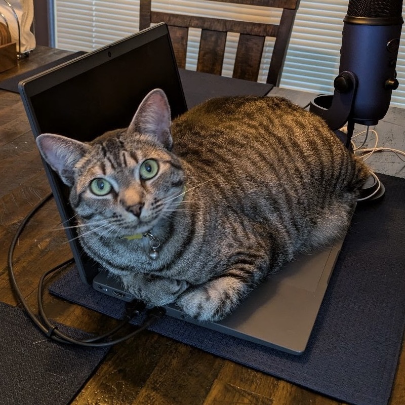Kiki the cat